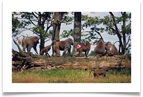 03_Baboon Family print - Steve Hodson